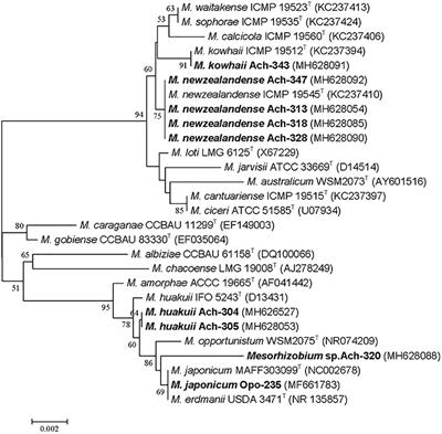 Two Broad Host Range Rhizobial Strains Isolated From Relict Legumes Have Various Complementary Effects on Symbiotic Parameters of Co-inoculated Plants